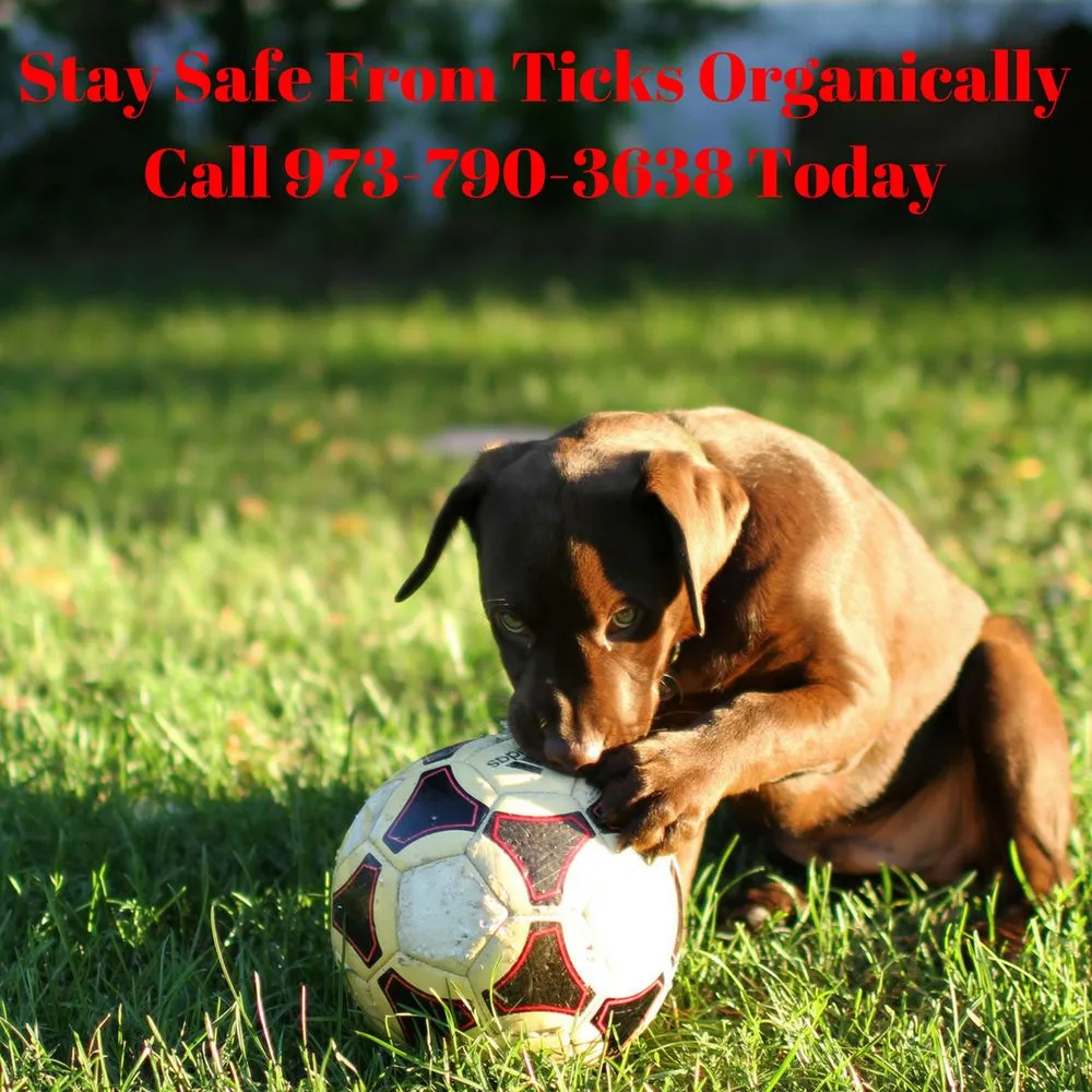 Affordable outdoor landscaping for homes across Oakland, NJ - Go Organic