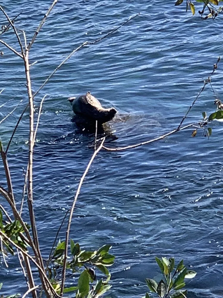 Professional landscaping services with custom design across Sacramento, CA - Go Tree Toppers