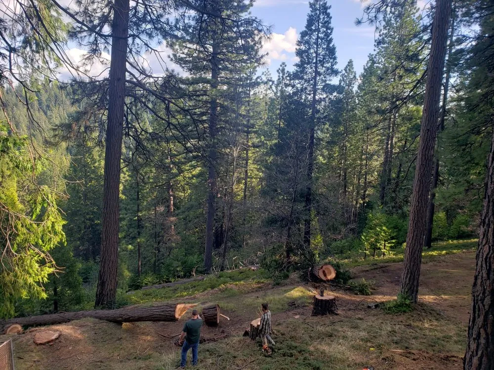 Local landscape design experts serving Sacramento, CA - Go Tree Toppers