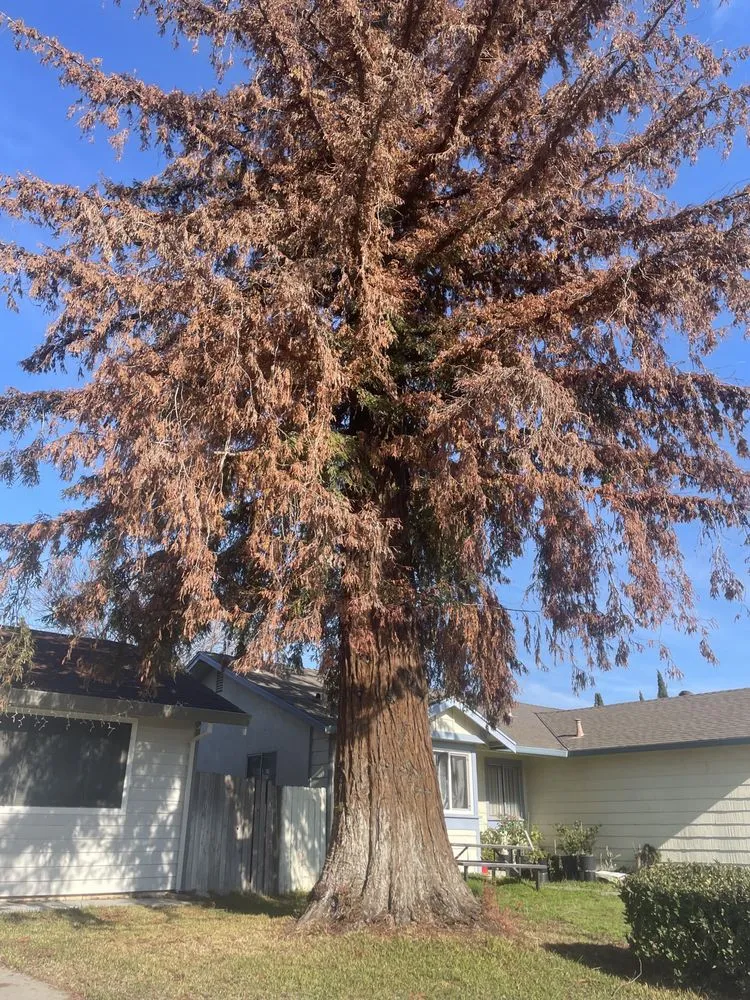 Trusted lawn mowing service for outdoor upgrades in Sacramento, CA by Go Tree Toppers