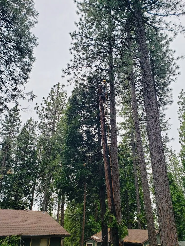 Custom landscape design in Sacramento, CA - Go Tree Toppers