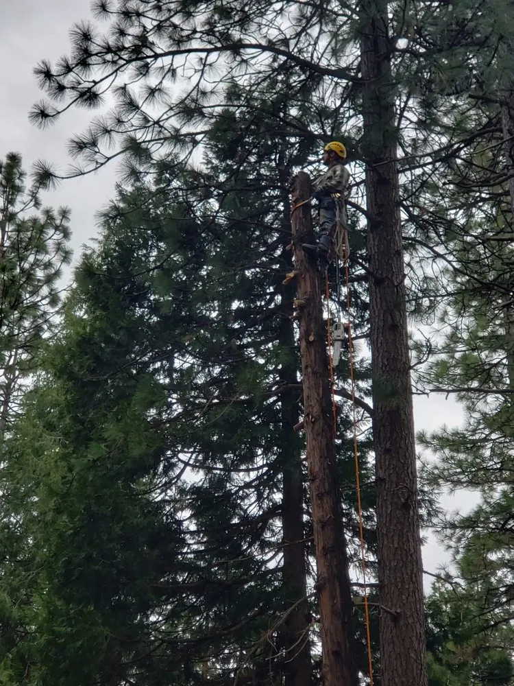 Reliable garden landscaping for beautiful yards in Sacramento, CA by Go Tree Toppers