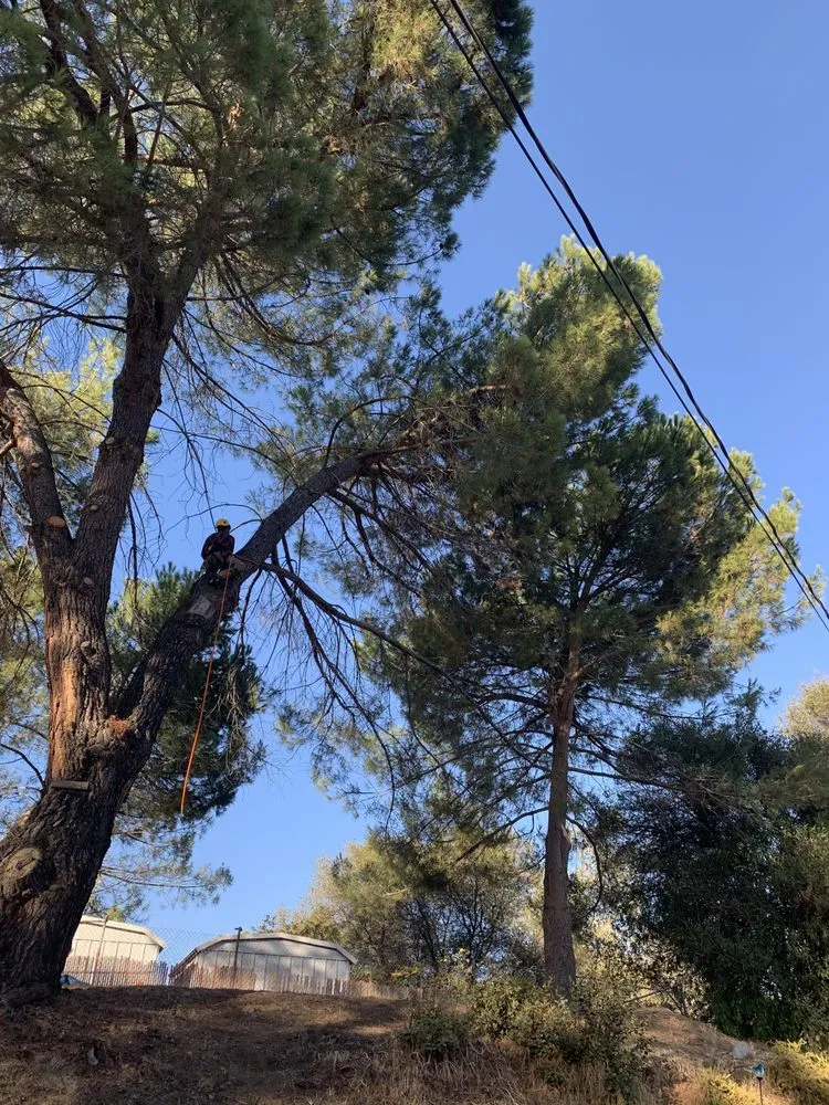 Trusted residential landscaping in Sacramento, CA by Go Tree Toppers