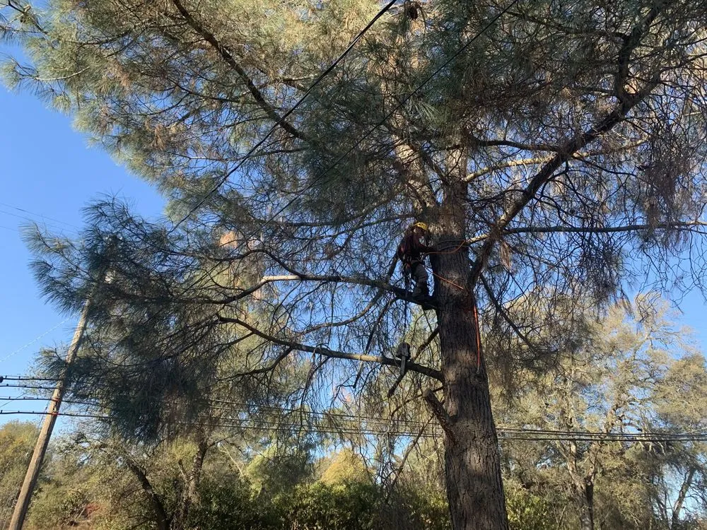 Expert landscaping services in Sacramento, CA by Go Tree Toppers