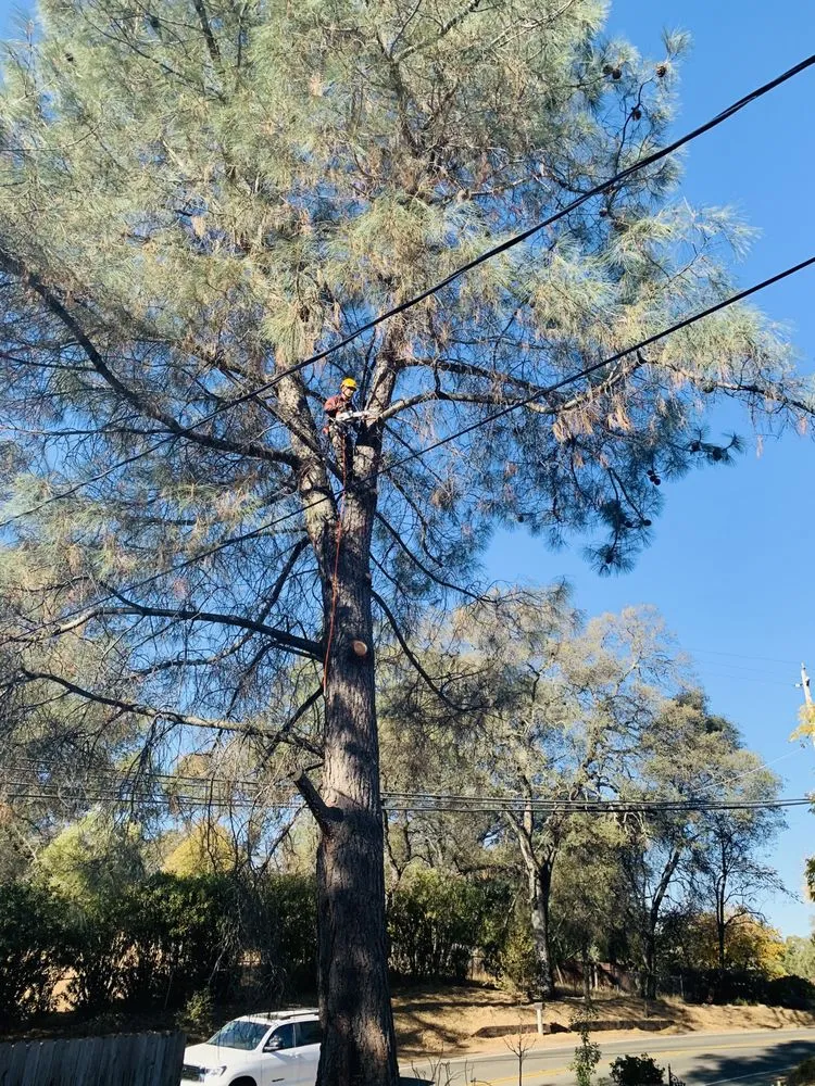 Custom garden landscaping in Sacramento, CA - Go Tree Toppers