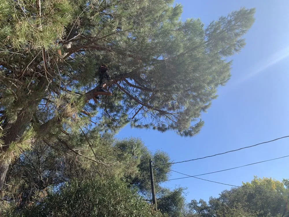 Top-rated lawn care service in Sacramento, CA by Go Tree Toppers