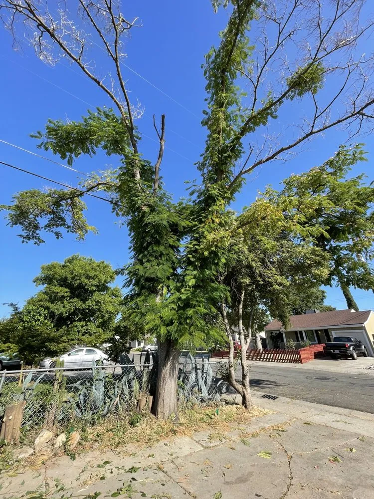 Trusted yard cleanup service for homes across Sacramento, CA - Go Tree Toppers