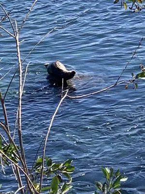 Go Tree Toppers Logo