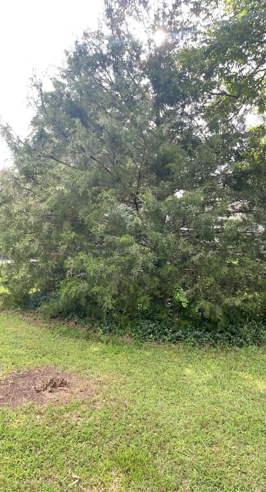 Expert landscaping services experts serving Fountain Inn, SC - Goat And Son Landscaping