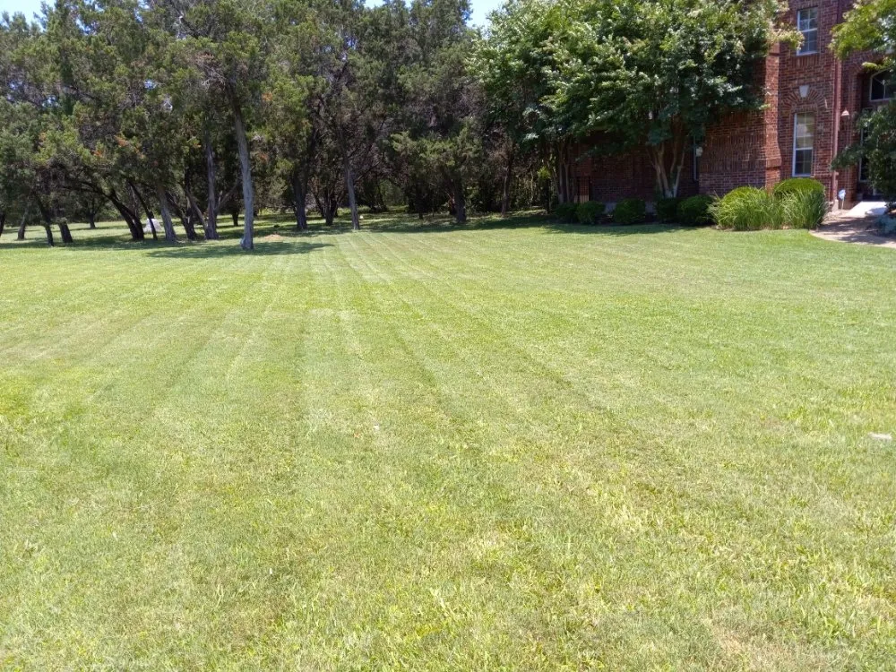 Expert yard cleanup service experts serving Austin, TX - Goat Lawn Services