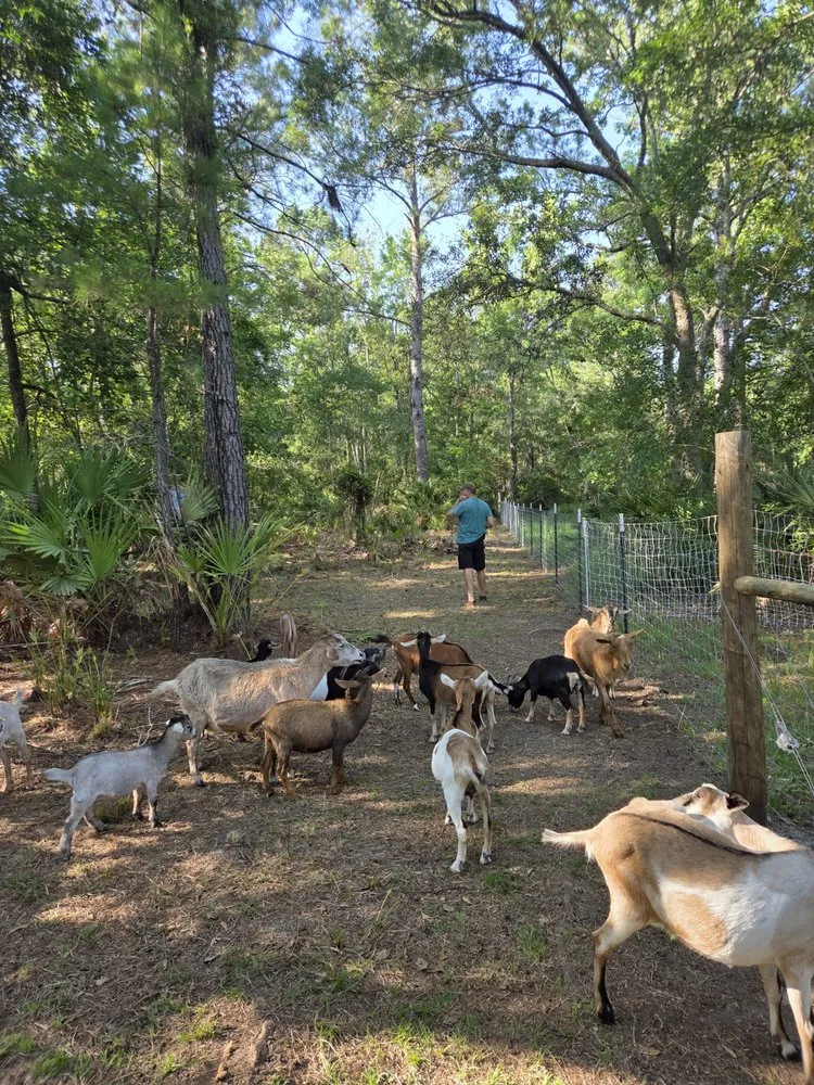 Expert landscape installation in Waverly, GA - Goatbusters Goatscaping