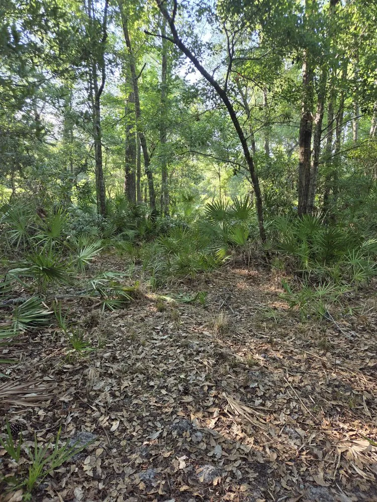 Top-rated lawn care service experts serving Waverly, GA - Goatbusters Goatscaping