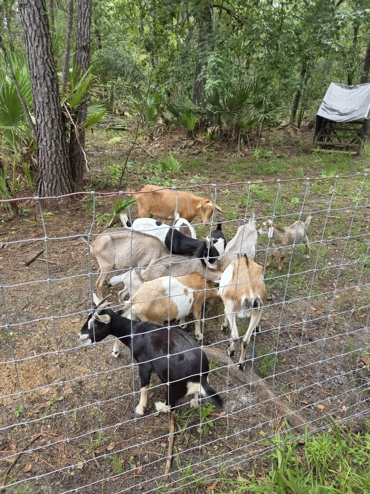 Trusted lawn care service for outdoor upgrades across Waverly, GA - Goatbusters Goatscaping