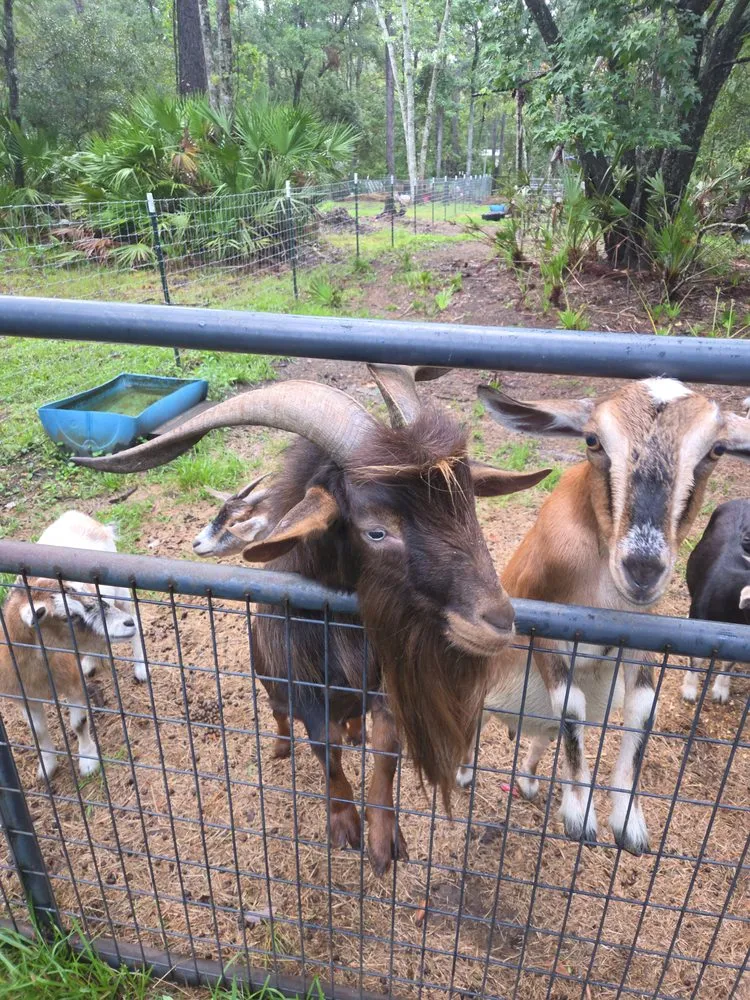 Professional landscape design near you across Waverly, GA - Goatbusters Goatscaping