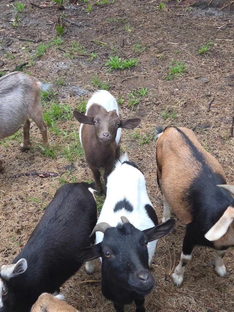 Trusted yard cleanup service for beautiful yards across Waverly, GA - Goatbusters Goatscaping