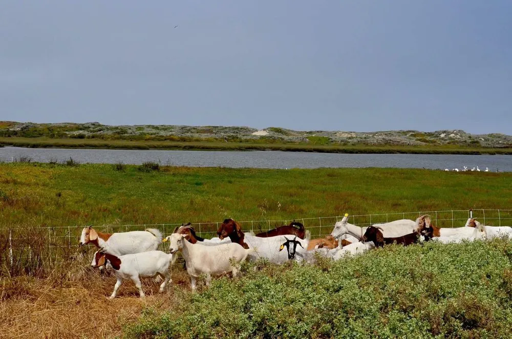 Affordable outdoor landscaping for homes across Prunedale, CA - Goats-4-Rent