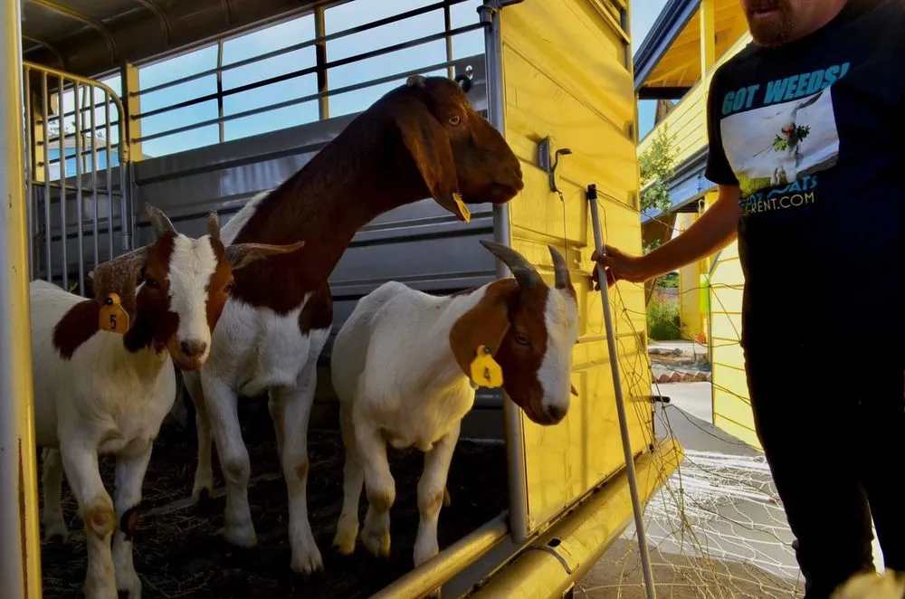 Trusted lawn mowing service experts serving Prunedale, CA - Goats-4-Rent