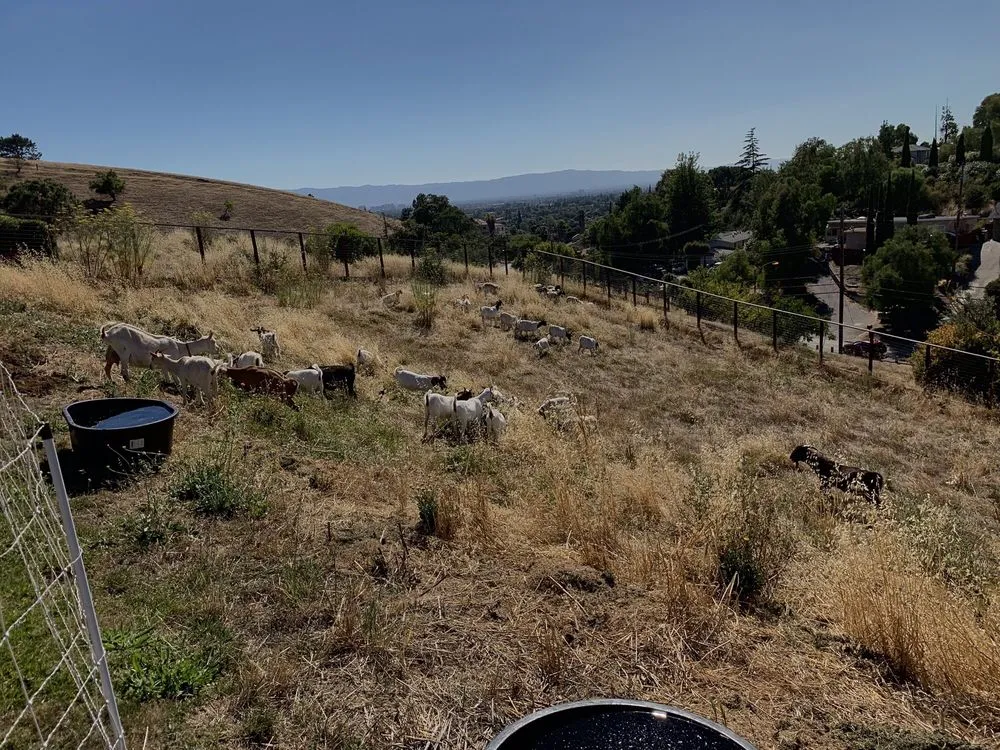 Custom landscape design in Prunedale, CA - Goats-4-Rent