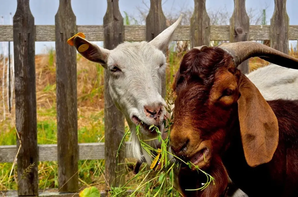 Professional landscape design for homes in Prunedale, CA by Goats-4-Rent