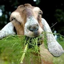 Professional residential landscaping experts serving Prunedale, CA - Goats-4-Rent