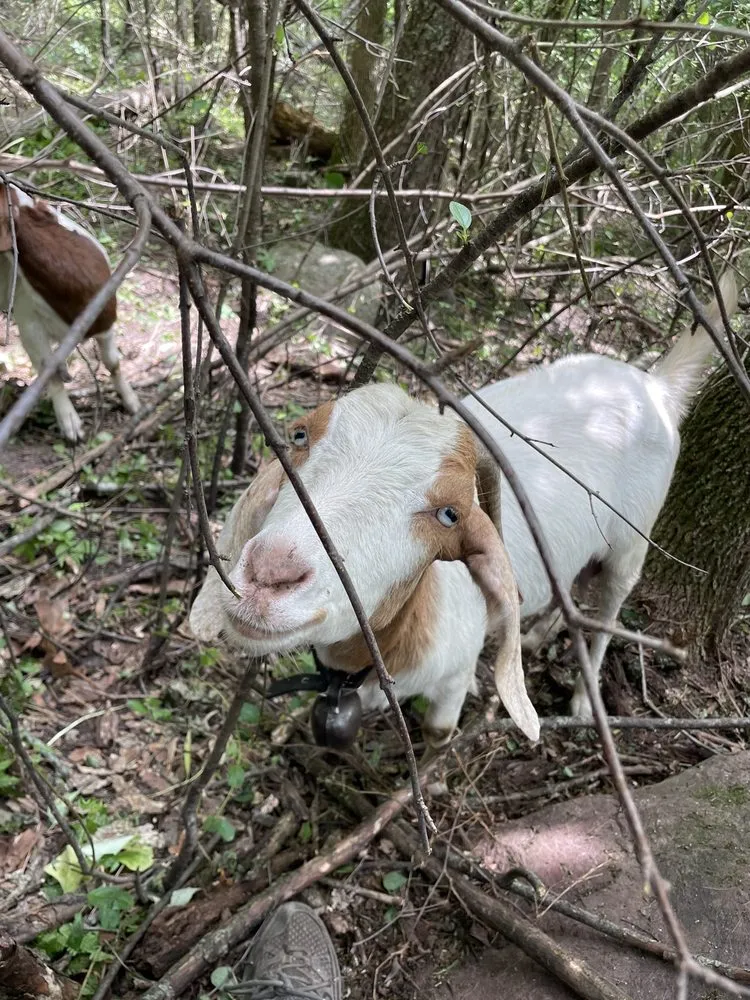 Local landscape installation for homes across Lodi, WI - Goats on the Go - Wisconsin Dells