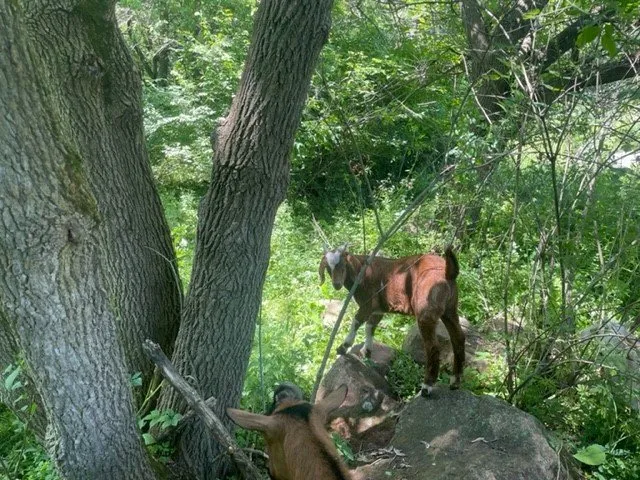 Reliable lawn mowing service for year-round maintenance in Lodi, WI by Goats on the Go - Wisconsin Dells