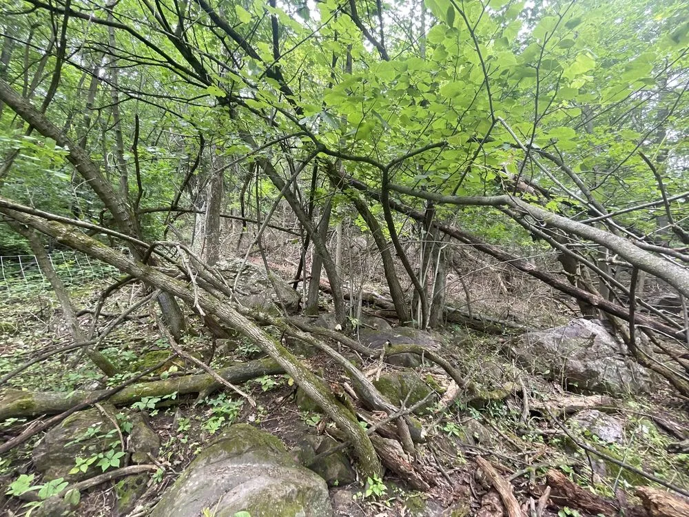 Reliable landscape installation for beautiful yards across Lodi, WI - Goats on the Go - Wisconsin Dells