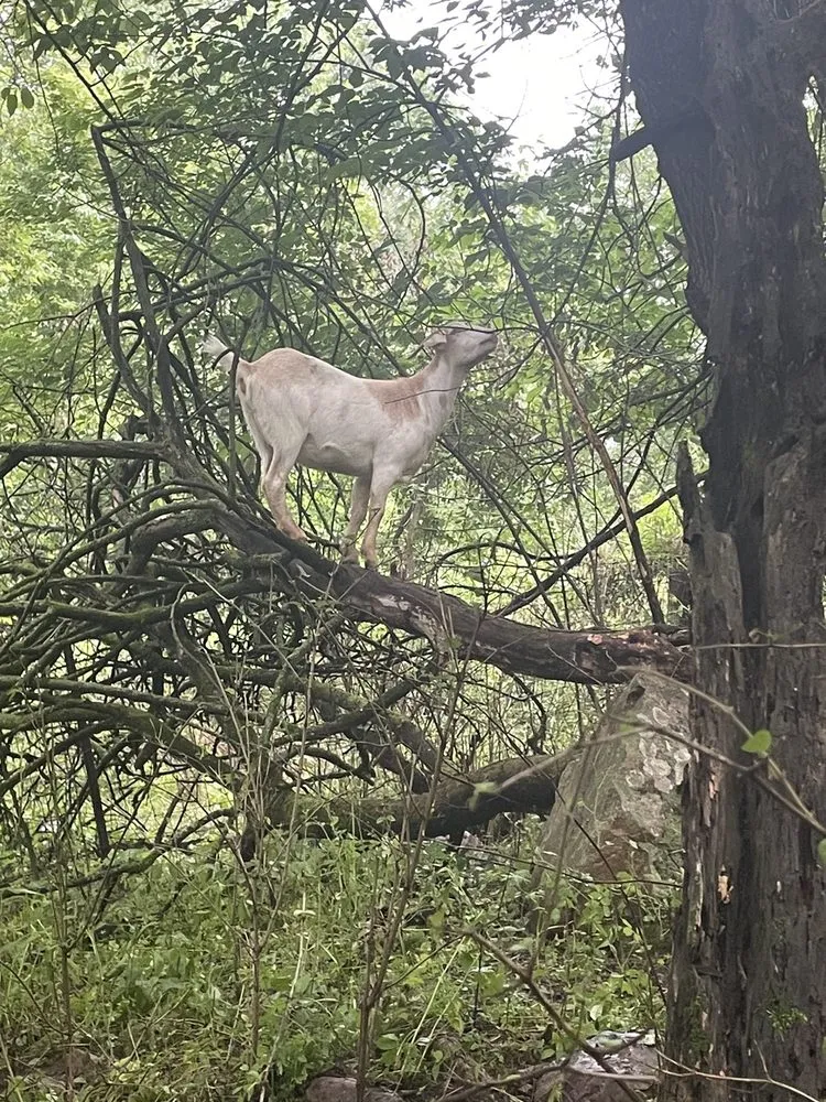 Affordable landscape design in Lodi, WI - Goats on the Go - Wisconsin Dells