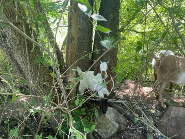 Expert lawn care service experts serving Lodi, WI - Goats on the Go - Wisconsin Dells