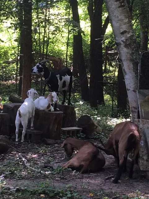 Professional outdoor landscaping for homes across Lodi, WI - Goats on the Go - Wisconsin Dells
