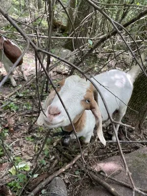 Goats on the Go - Wisconsin Dells