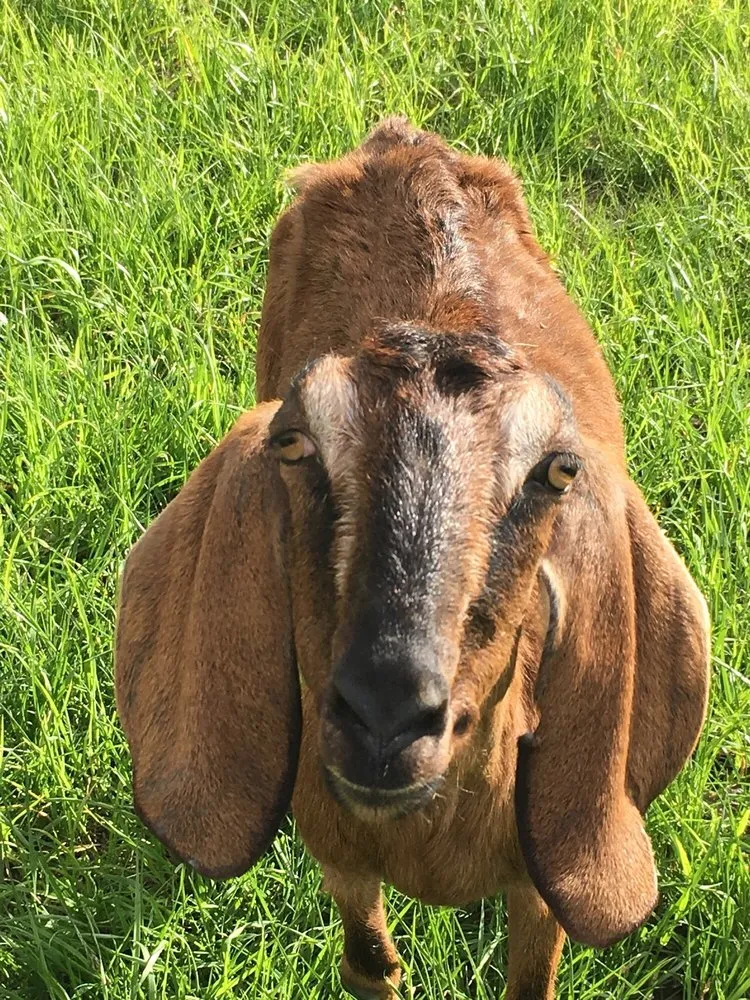 Custom outdoor landscaping in Roanoke, IL by Goats On The Go-Peoria