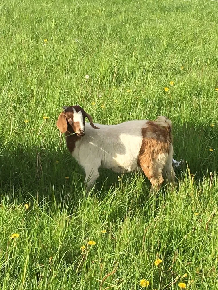 Local landscaping services in Roanoke, IL - Goats On The Go-Peoria