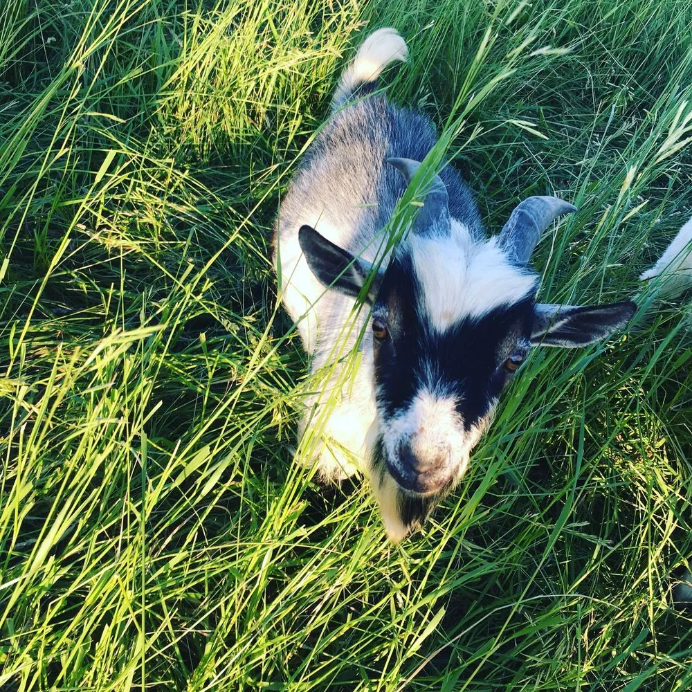 Trusted garden landscaping experts serving Roanoke, IL - Goats On The Go-Peoria