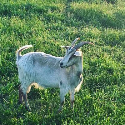 Goats On The Go-Peoria