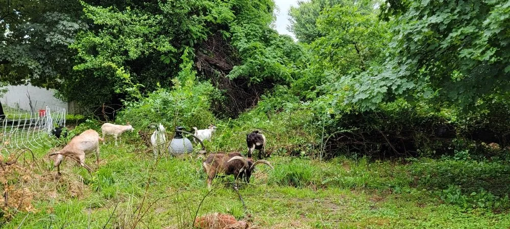 Trusted yard cleanup service for beautiful yards in Clementon, NJ by Goats On The Go South Jersey