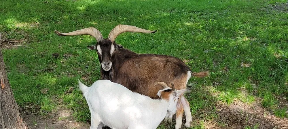 Professional garden landscaping for homes across Clementon, NJ - Goats On The Go South Jersey