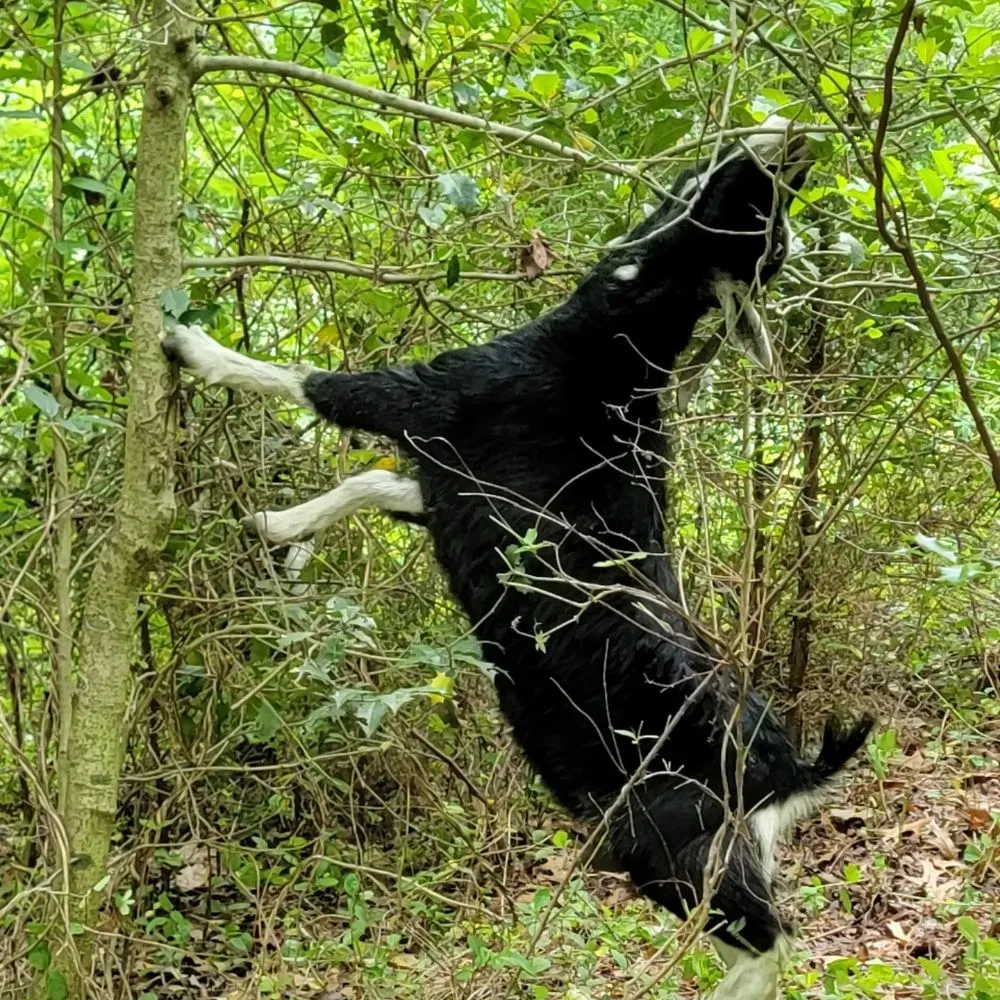 Professional lawn care service in Clementon, NJ - Goats On The Go South Jersey