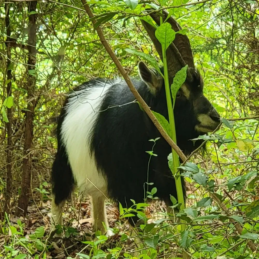 Reliable residential landscaping in Clementon, NJ - Goats On The Go South Jersey