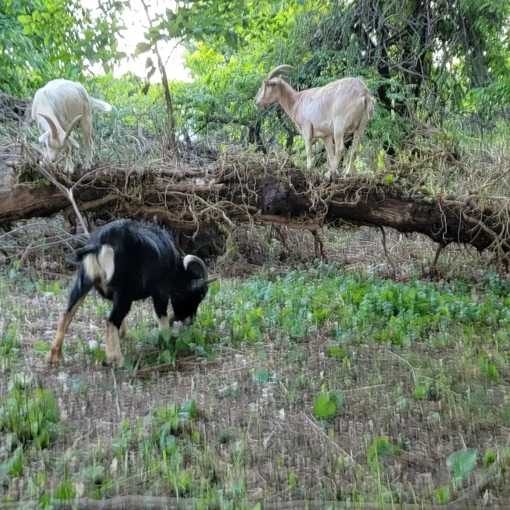 Professional landscape design with custom design across Clementon, NJ - Goats On The Go South Jersey