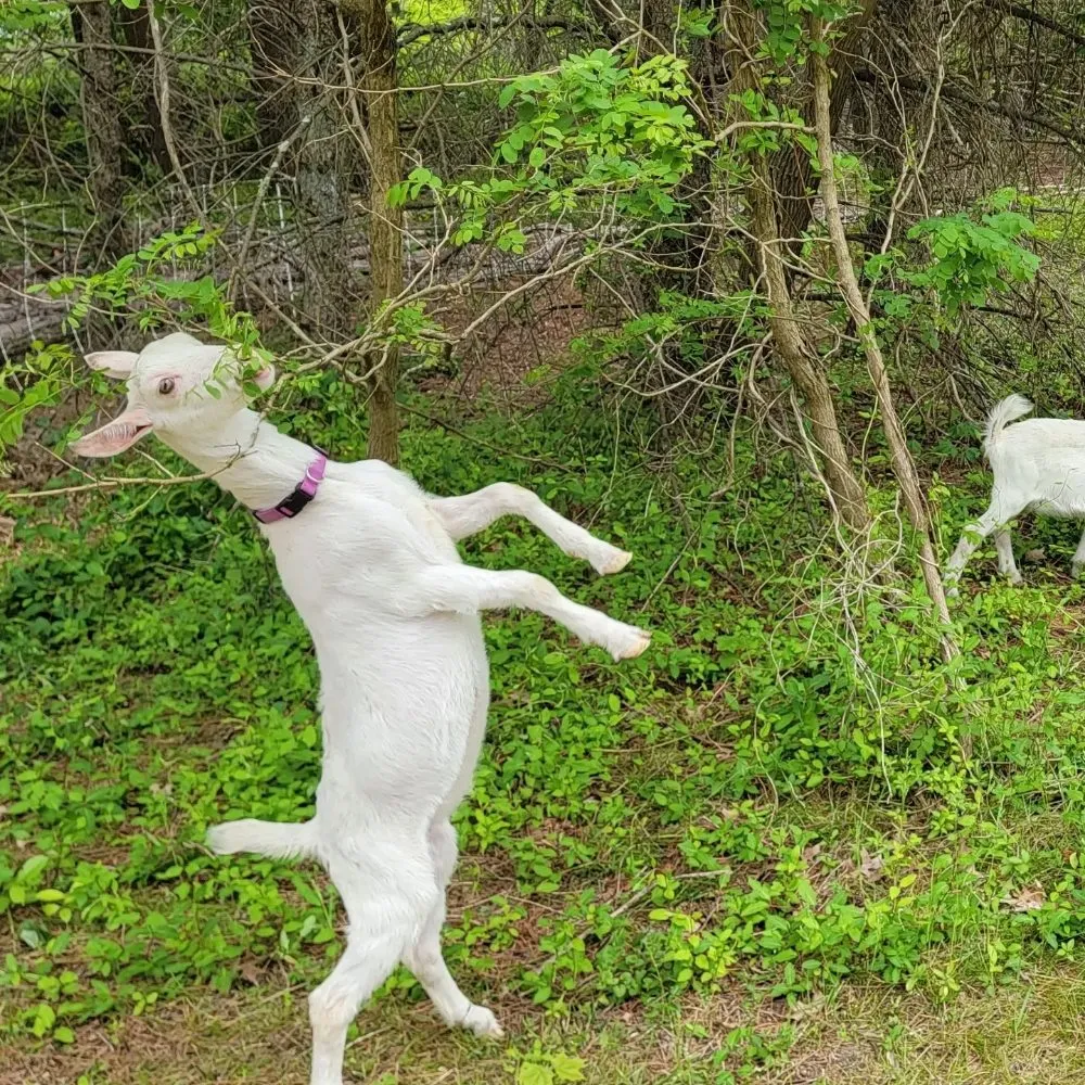 Local landscaping services in Clementon, NJ - Goats On The Go South Jersey