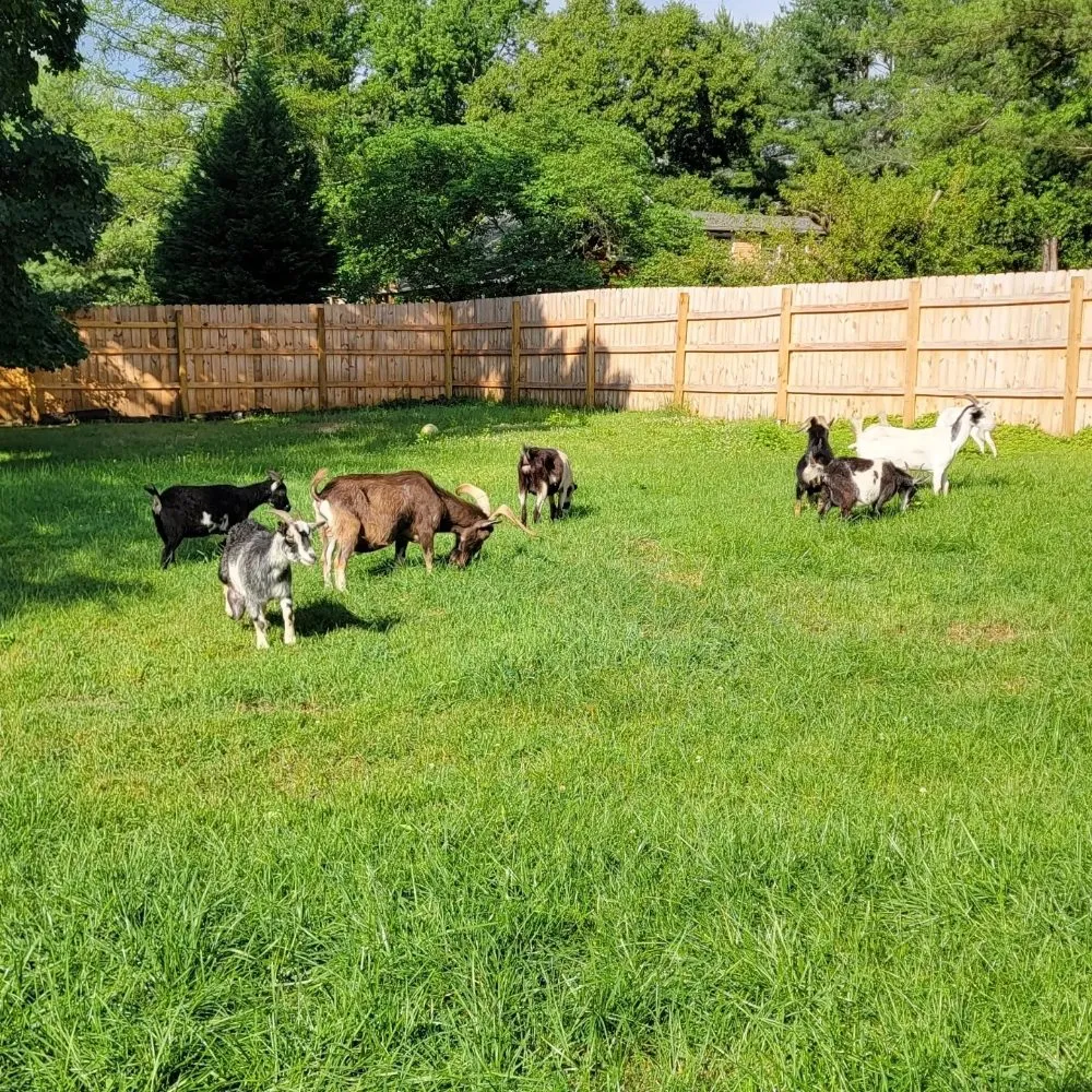Affordable yard maintenance for residential properties across Clementon, NJ - Goats On The Go South Jersey