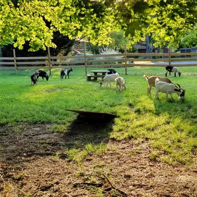 Goats On The Go South Jersey