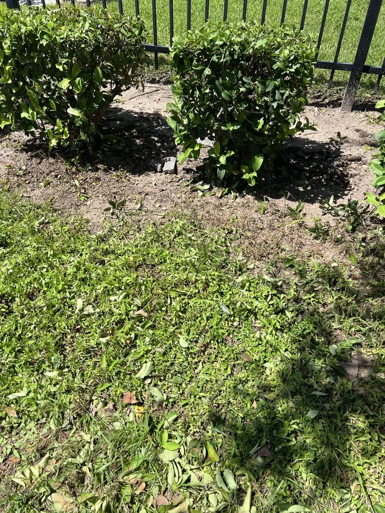 Top-rated outdoor landscaping experts serving Tampa, FL - Goatscapes