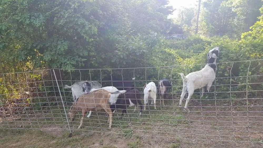 Trusted outdoor landscaping in Lanexa, VA by Goatworx