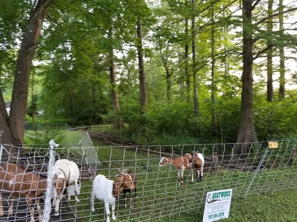 Expert lawn care service in Lanexa, VA - Goatworx