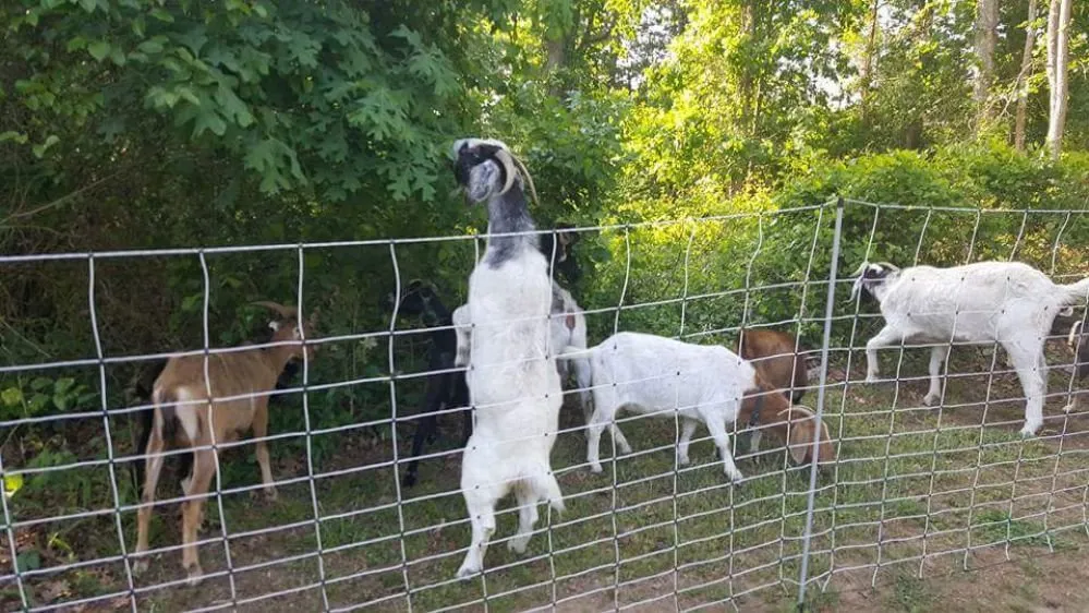 Trusted lawn mowing service for homes across Lanexa, VA - Goatworx