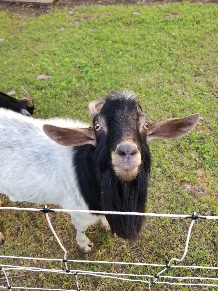 Local lawn mowing service experts serving Lanexa, VA - Goatworx