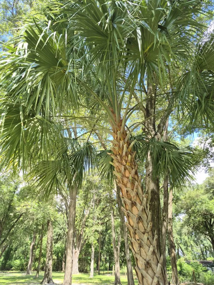 Expert yard maintenance in Ocala, FL by Goatz Maintenance