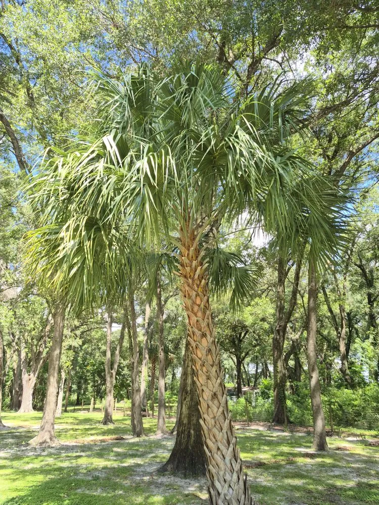 Local lawn care service experts serving Ocala, FL - Goatz Maintenance